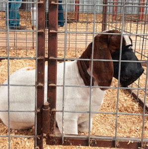 Meet your Posher, Cadence